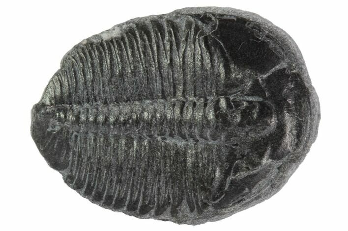 Elrathia Trilobite Fossil - Utah #97077
